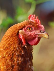 Huhn
